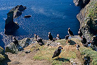 Puffin (Fratercula arctica) - Macareux moine - 17464