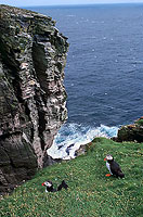 Puffin (Fratercula arctica) - Macareux moine - 17465