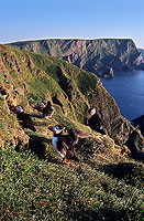 Puffin (Fratercula arctica) - Macareux moine - 17469