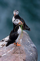 Puffin (Fratercula arctica) - Macareux moine - 17470