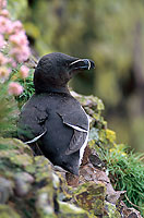 Razorbill (Alca torda) - Pingouin torda - 17471