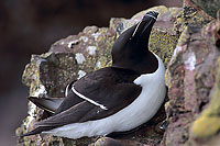 Razorbill (Alca torda) - Pingouin torda - 17473