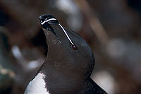 Razorbill (Alca torda) - Pingouin torda - 17476