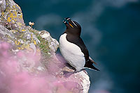 Razorbill (Alca torda) - Pingouin torda - 17477