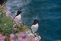 Razorbill (Alca torda) - Pingouin torda - 17478