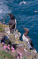 Razorbill (Alca torda) - Pingouin torda - 17479