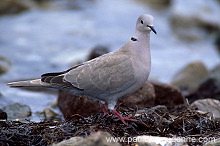 Collared Dove (Streptopelia decaocto) - Tourterelle turque - 21205