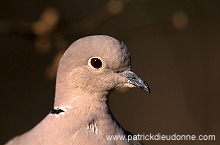 Collared Dove (Streptopelia decaocto) - Tourterelle turque - 21207