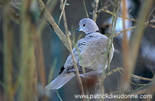 Collared Dove (Streptopelia decaocto) - Tourterelle turque - 21208