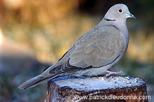 Collared Dove (Streptopelia decaocto) - Tourterelle turque - 21209