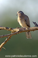 Laughing Dove (Streptopelia senegalensis) Tourterelle maillée 10605
