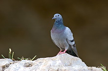 Rock Dove (Columba livia) - Pigeon biset 10606