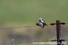 Great Spotted Cuckoo (Clamator glandarius) - Coucou geai - 21216