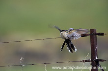 Great Spotted Cuckoo (Clamator glandarius) - Coucou geai - 21217