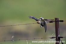 Great Spotted Cuckoo (Clamator glandarius) - Coucou geai - 21218