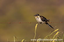 Great Spotted Cuckoo (Clamator glandarius) - Coucou geai - 21219