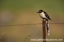 Great Spotted Cuckoo (Clamator glandarius) - Coucou geai - 21220