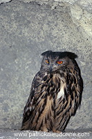 Eagle Owl (Bubo bubo) - Grand Duc d'Europe - 21221