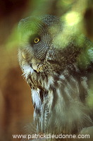Great grey Owl (Strix nebulosa) - Chouette lapone - 21222