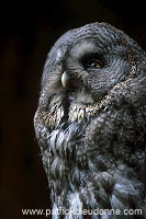 Great grey Owl (Strix nebulosa) - Chouette lapone - 21224