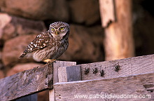 Little Owl (Athene noctua) - Chouette cheveche - 21225