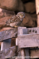 Little Owl (Athene noctua) - Chouette cheveche - 21226