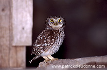 Little Owl (Athene noctua) - Chouette cheveche - 21227