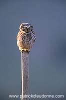 Little Owl (Athene noctua) - Chouette cheveche - 21230
