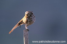 Little Owl (Athene noctua) - Chouette cheveche - 21231