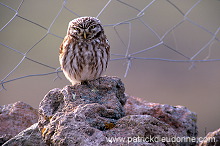 Little Owl (Athene noctua) - Chouette cheveche - 21232