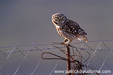 Little Owl (Athene noctua) - Chouette cheveche - 21233