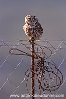 Little Owl (Athene noctua) - Chouette cheveche - 21234