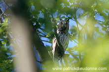 Long-eared Owl (Asio otus) - Hibou moyen-duc - 21264
