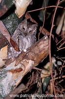 Scops Owl (Otus scops) - Petit Duc scops - 21237