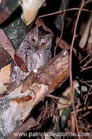 Scops Owl (Otus scops) - Petit Duc scops - 21237 Scops Owl (Otus scops) - Petit Duc scops - 21237