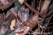 Scops Owl (Otus scops) - Petit Duc scops - 21239