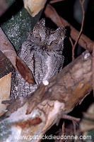 Scops Owl (Otus scops) - Petit Duc scops - 21238