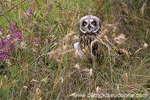 Short-eared Owl (Asio flammeus) - Hibou des marais - 21255