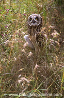 Short-eared Owl (Asio flammeus) - Hibou des marais - 21257