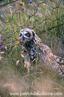 Short-eared Owl (Asio flammeus) - Hibou des marais - 21259