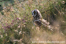 Short-eared Owl (Asio flammeus) - Hibou des marais - 21260