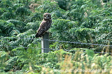 Short-eared Owl (Asio flammeus) - Hibou des marais - 21261