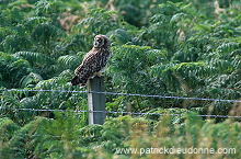 Short-eared Owl (Asio flammeus) - Hibou des marais - 21262 Short-eared Owl (Asio flammeus) - Hibou des marais - 21262
