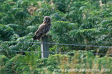 Short-eared Owl (Asio flammeus) - Hibou des marais - 21262