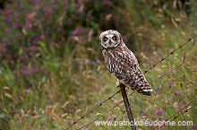 Short-eared Owl (Asio flammeus) - Hibou des marais - 21263