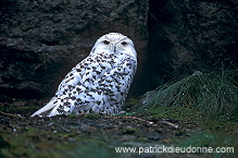 Snowy Owl (Nyctea scandiaca) - Harfang des neiges - 21240