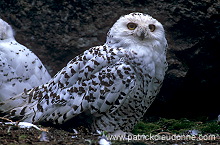 Snowy Owl (Nyctea scandiaca) - Harfang des neiges - 21242