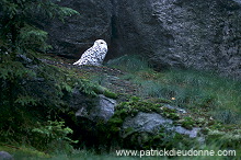 Snowy Owl (Nyctea scandiaca) - Harfang des neiges - 21243