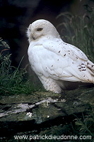 Snowy Owl (Nyctea scandiaca) - Harfang des neiges - 21245