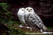 Snowy Owl (Nyctea scandiaca) - Harfang des neiges - 21248